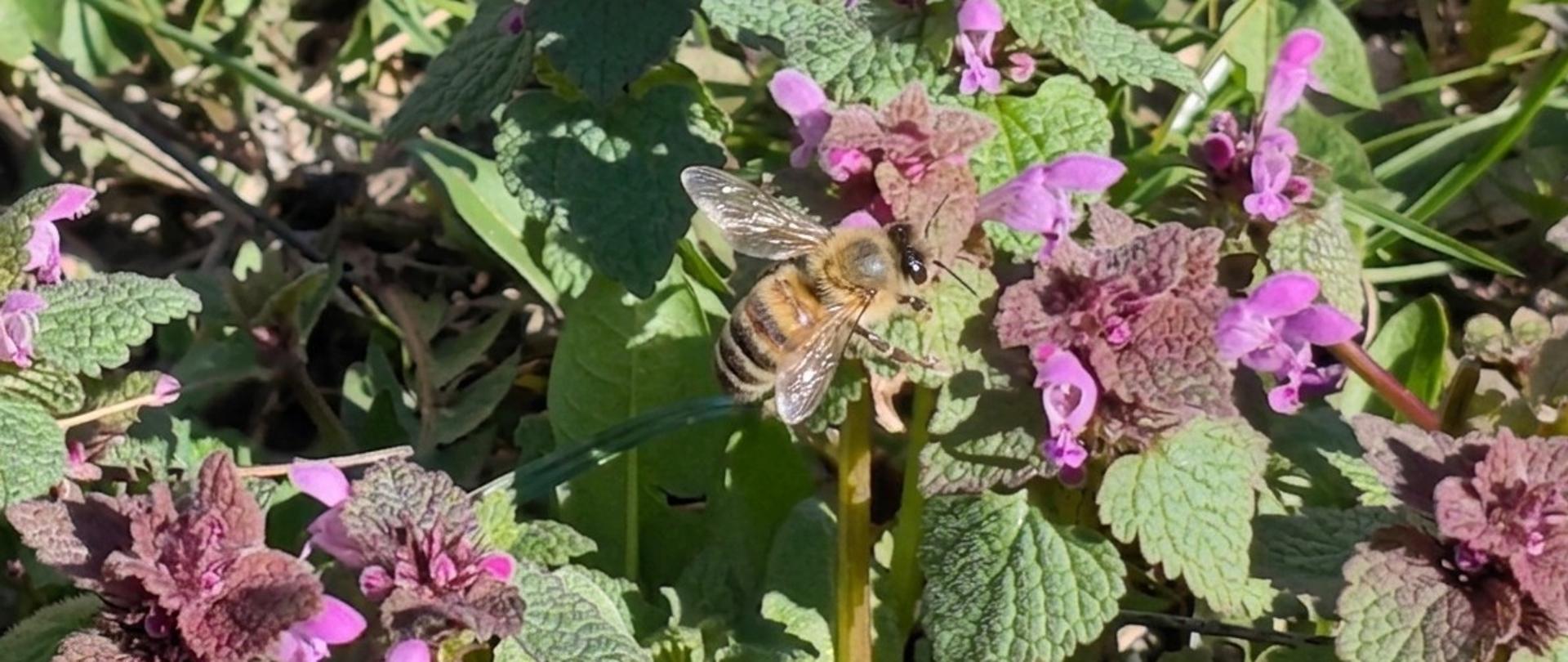 Zdjęcie przedstawia pszczołę miodną Apis mellifera pośród liści i kwiatów.