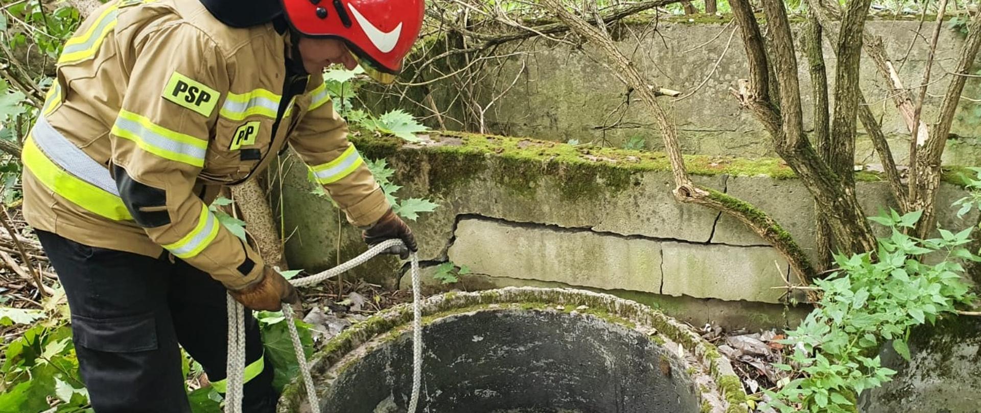 Uwięziony dzik w studzience burzowej