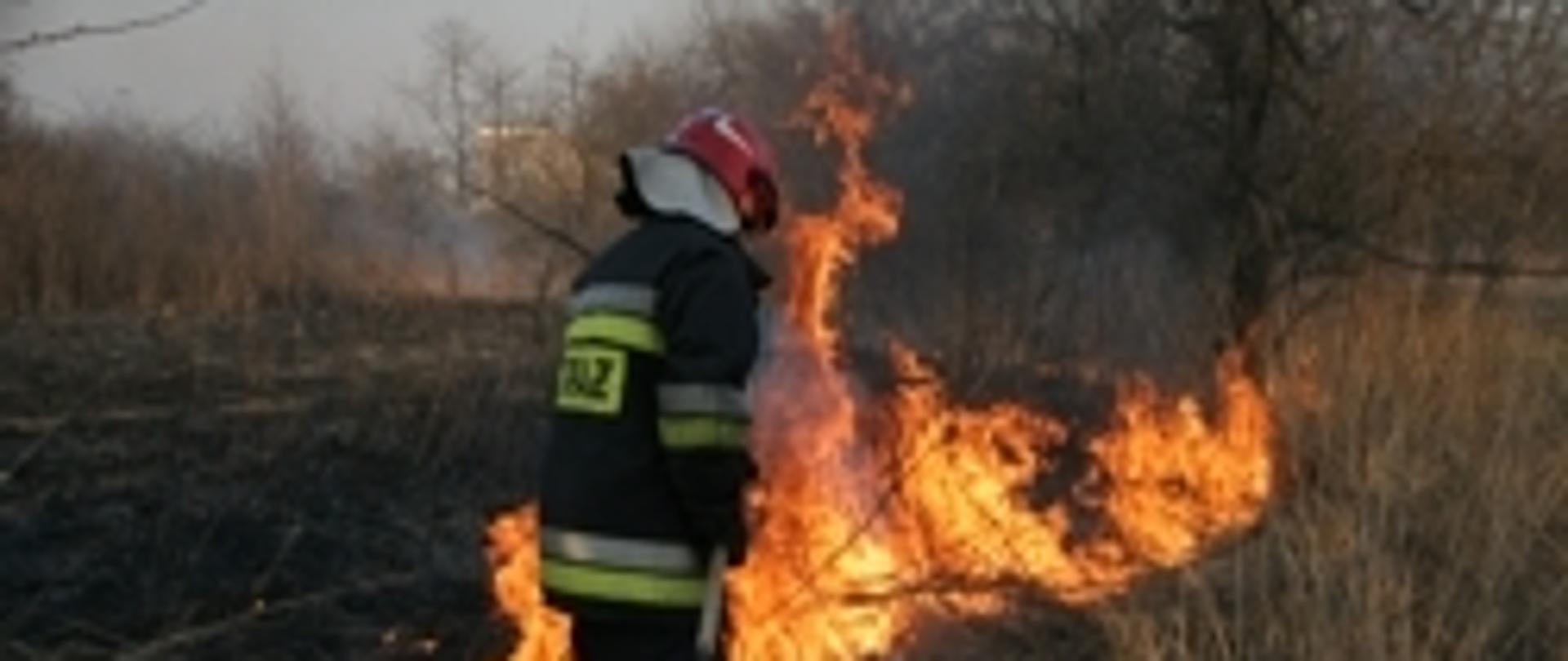 Zdjęcie przedstawia strażaka gaszącego pożar traw tłumicą.
