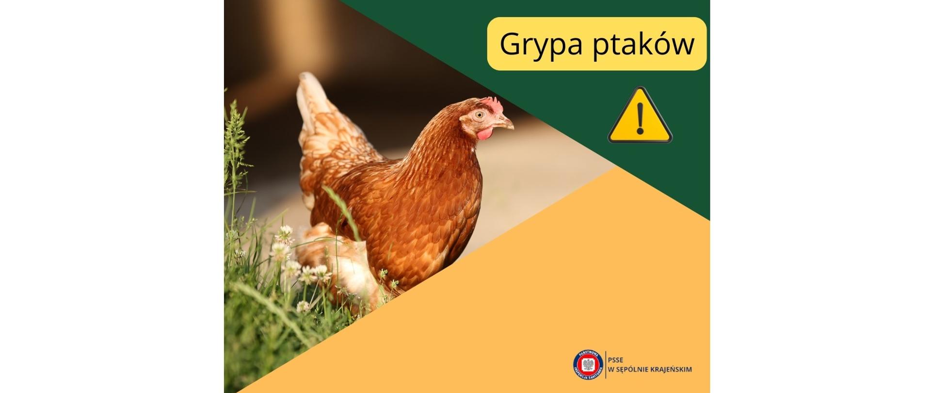 Zdjęcie przedstawia kurę i napis Grypa ptaków