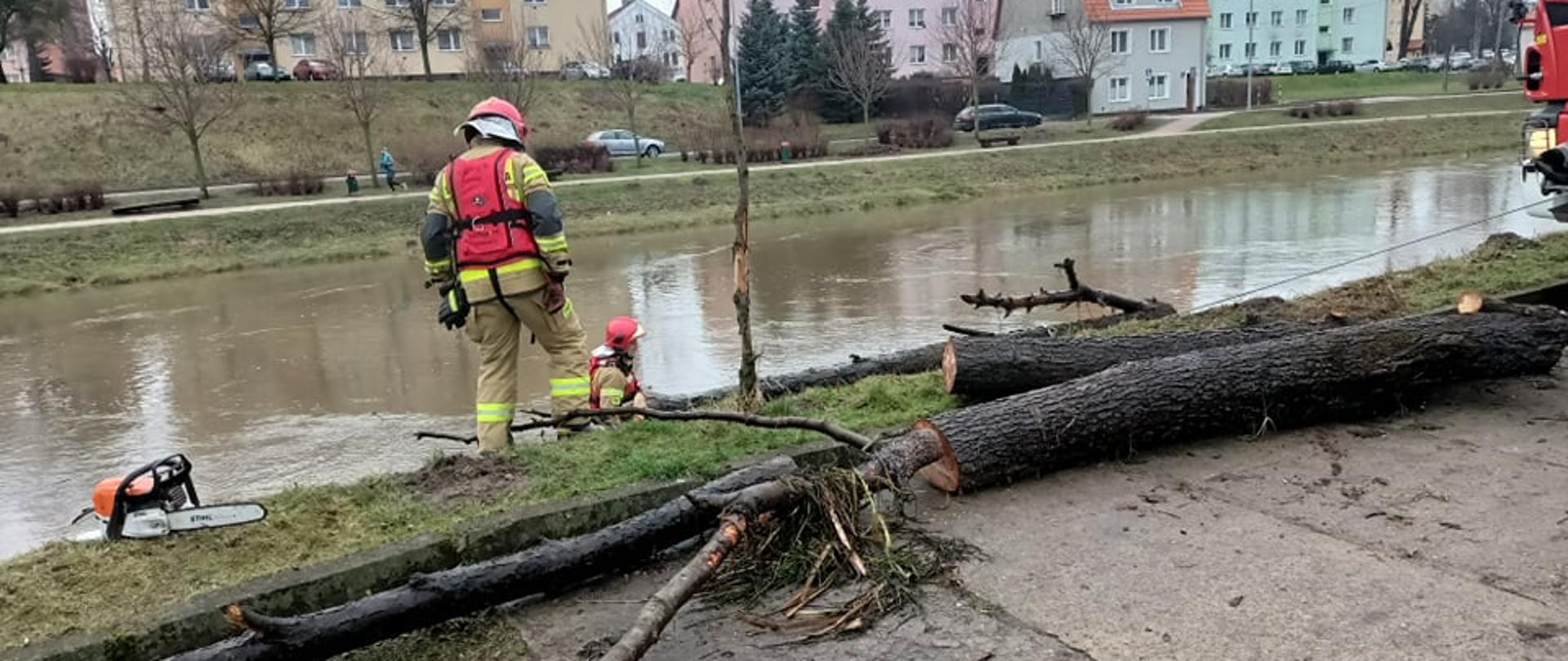 Na zdjęciu widać drzewo wyciągnięte na brzeg