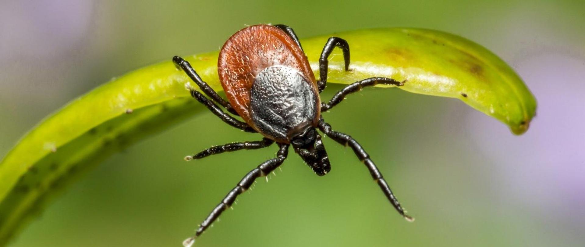 Na zdjęciu widoczny jest kleszcz znajdujący się na liściu. 