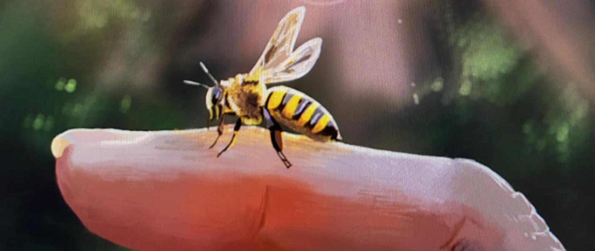 Wyróżnienie dla Huberta Kurzacza z kl. 2 G 