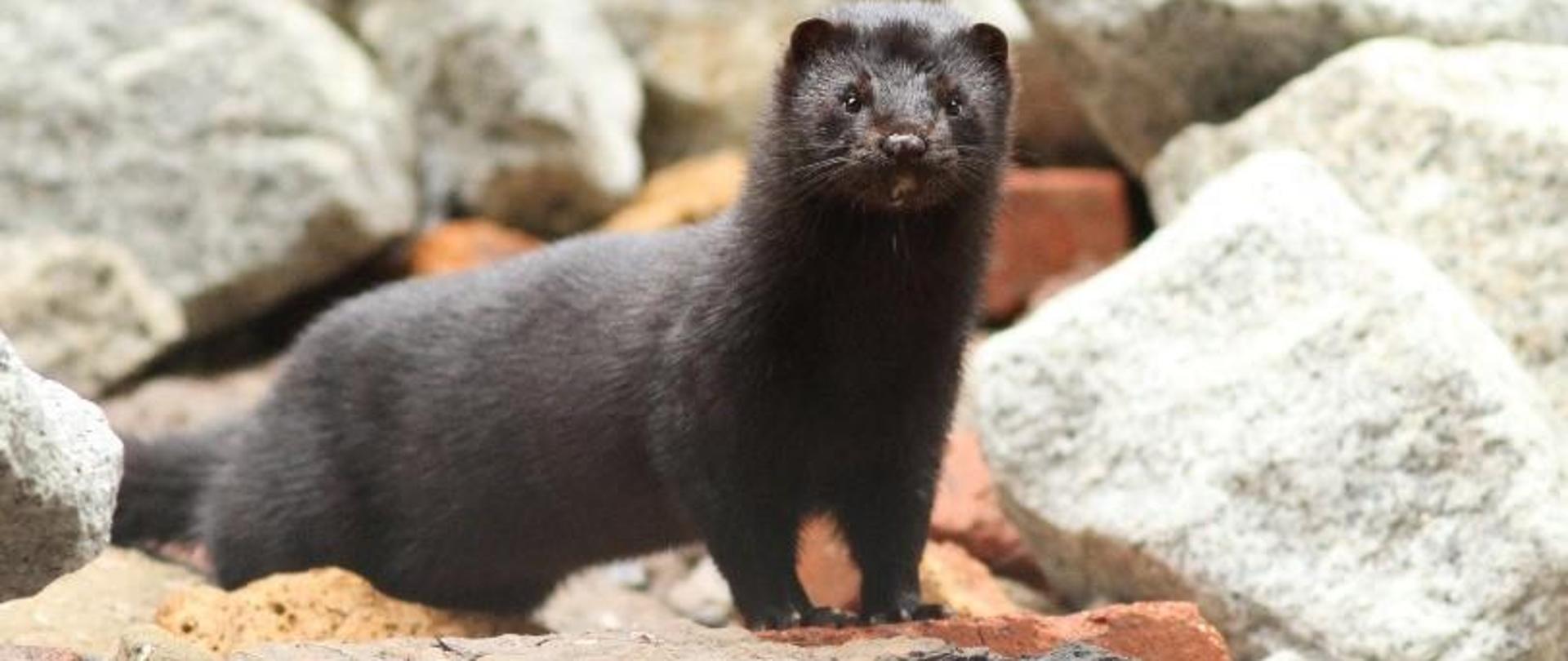 Na tle dużych kamieni stoi zwierzę futerkowe - norka amerykańska. 