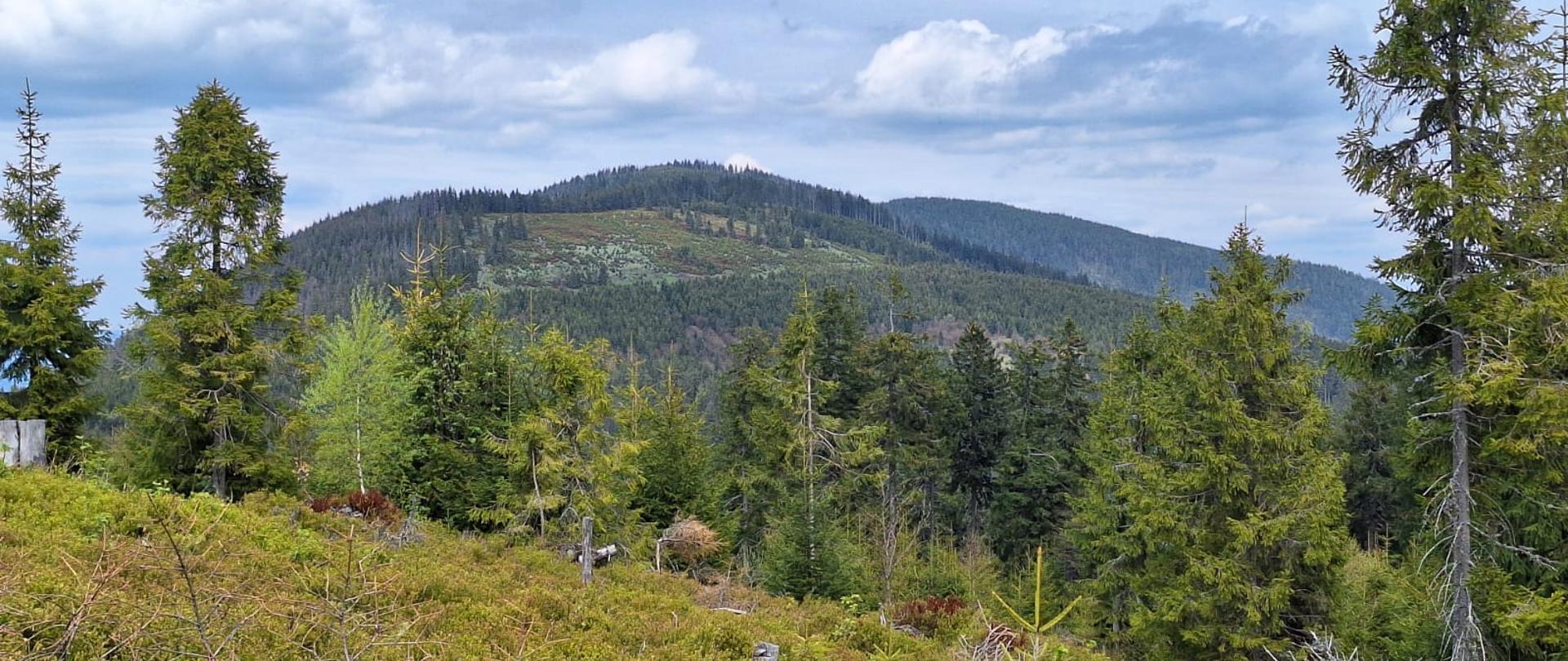 Studia Siedliskoznawstwo