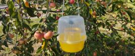 Zdjęcie przedstawia pułapkę w sadzie jabłoniowym