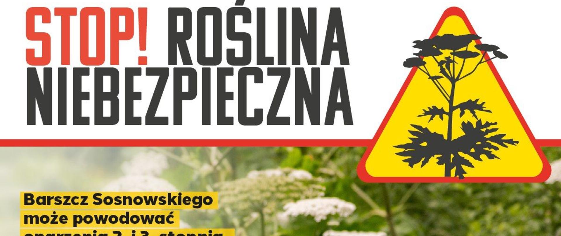 Grafika zawiera ostrzeżenia przed kontaktem z omawianą rośliną. W tle zdjęcie tej rośliny.