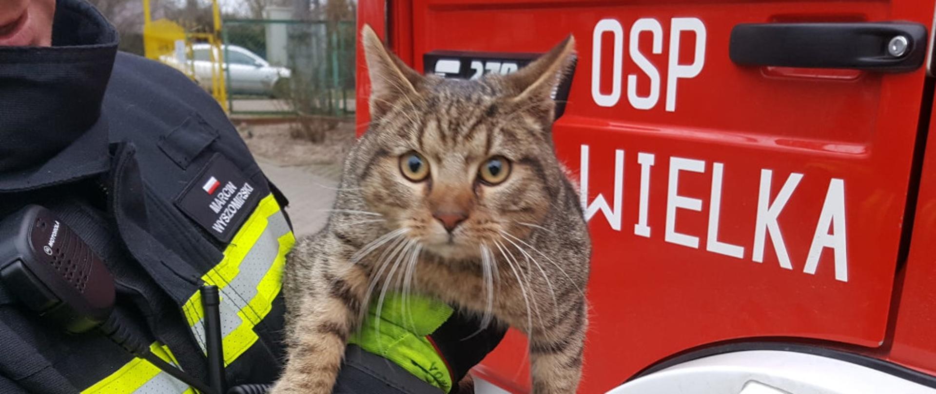 Kot zdjęty z drzewa w miejscowości Gwda Mała - strażak ubrany w ubranie specjalne koloru granatowego trzyma uratowanego kota.