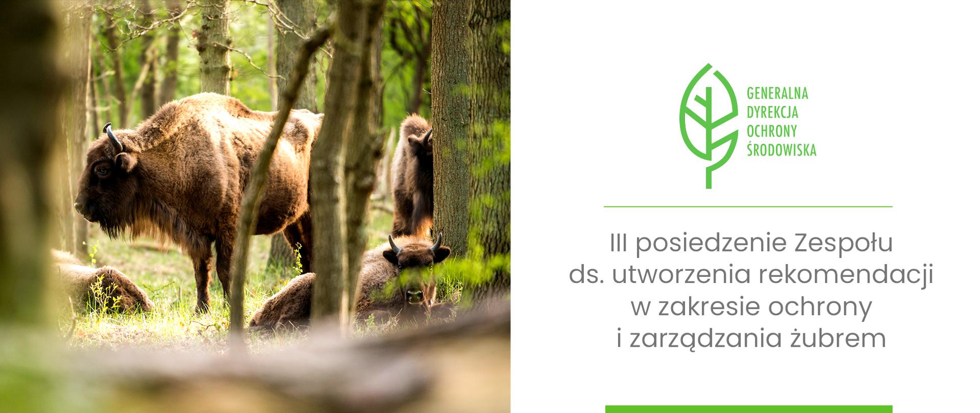 Z lewej strony grafiki znajduje się zdjęcie przedstawiające żubry w naturalnym, leśnym środowisku. Żubry mają brązowe futro, masywną budowę ciała i są otoczone przez drzewa i zarośla. Po prawej stronie na białym tle znajduje się logotyp (zielony liść) Generalnej Dyrekcji Ochrony Środowiska. Poniżej logo znajduje się napis: "III posiedzenie Zespołu ds. utworzenia rekomendacji w zakresie ochrony i zarządzania żubrem".