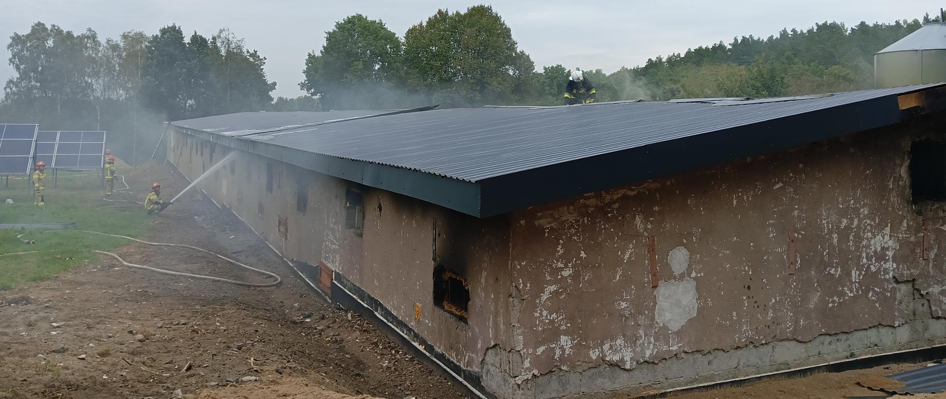 Z budynku inwentarskiego wydobywa się dym, po lewej stronie zdjęcia widać strażaków podających wodę na budynek, na dachu pracuje jeden strażak.