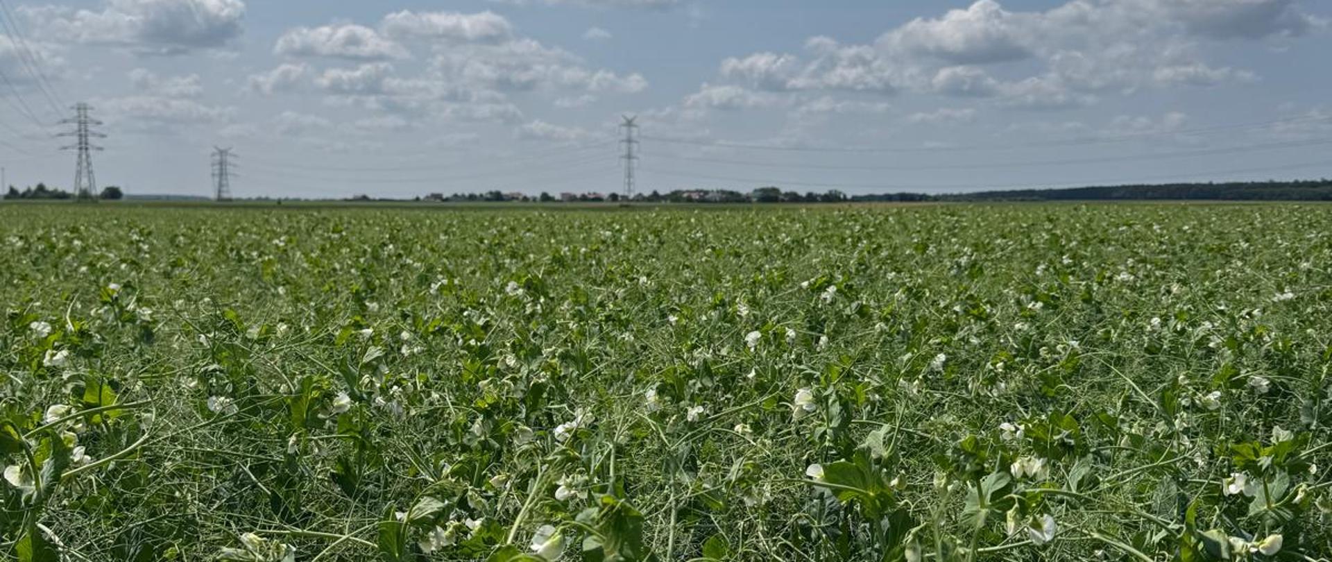 Zdjęcie przedstawia plantację grochu