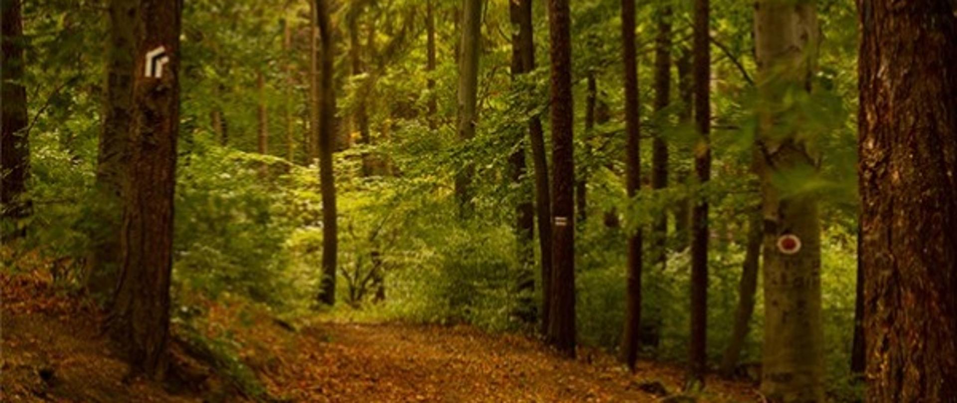 Konkurs Leśne inspiracje