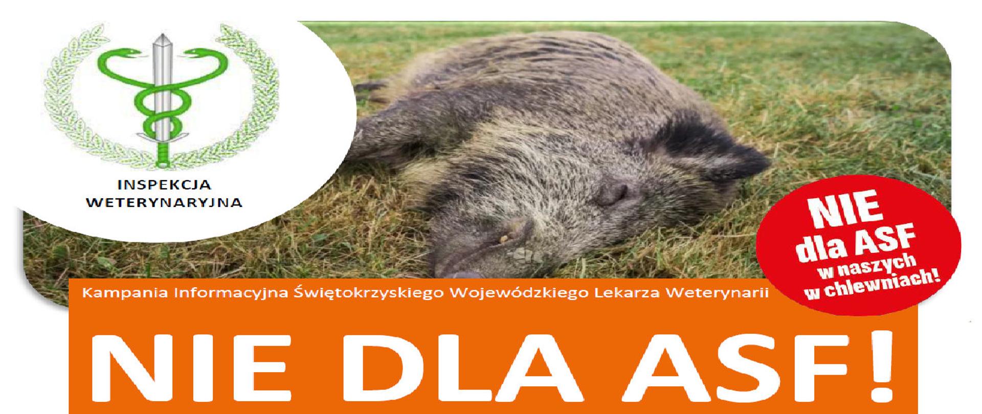 NIE DLA ASF! - Kampania Informacyjna Świętokrzyskiego Wojewódzkiego Lekarza Weterynarii