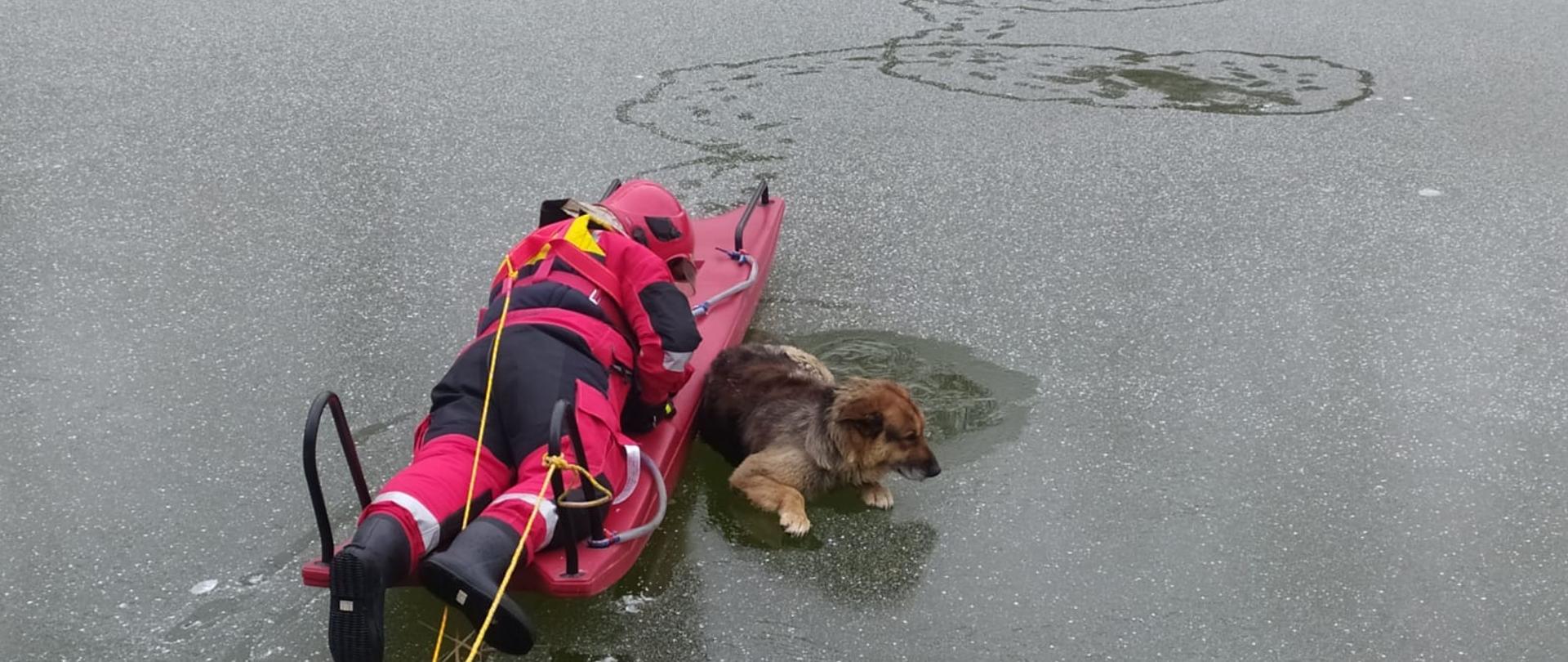 Na zdjęciu widać rannego psa na zamarzniętym stawie. Obok psa na czerwonych saniach wodno-lodowych znajduje się strażak w czerwonym kombinezonie i czerwonym hełmie. Strażak ubrany jest w szelki, do których przyczepiona jest żółta linka. Druga żółta linka przyczepiona jest do sani. Na stawie jest lód pokryty lekką warstwą śniegu. Przed psem widać gałąź, która częściowo jest na lodzie a częściowo pod lodem. W tle widać suchą trzciną oraz kawałek drewnianego pomostu. Jest widno.