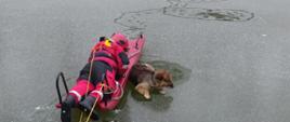 Na zdjęciu widać rannego psa na zamarzniętym stawie. Obok psa na czerwonych saniach wodno-lodowych znajduje się strażak w czerwonym kombinezonie i czerwonym hełmie. Strażak ubrany jest w szelki, do których przyczepiona jest żółta linka. Druga żółta linka przyczepiona jest do sani. Na stawie jest lód pokryty lekką warstwą śniegu. Jest widno.
