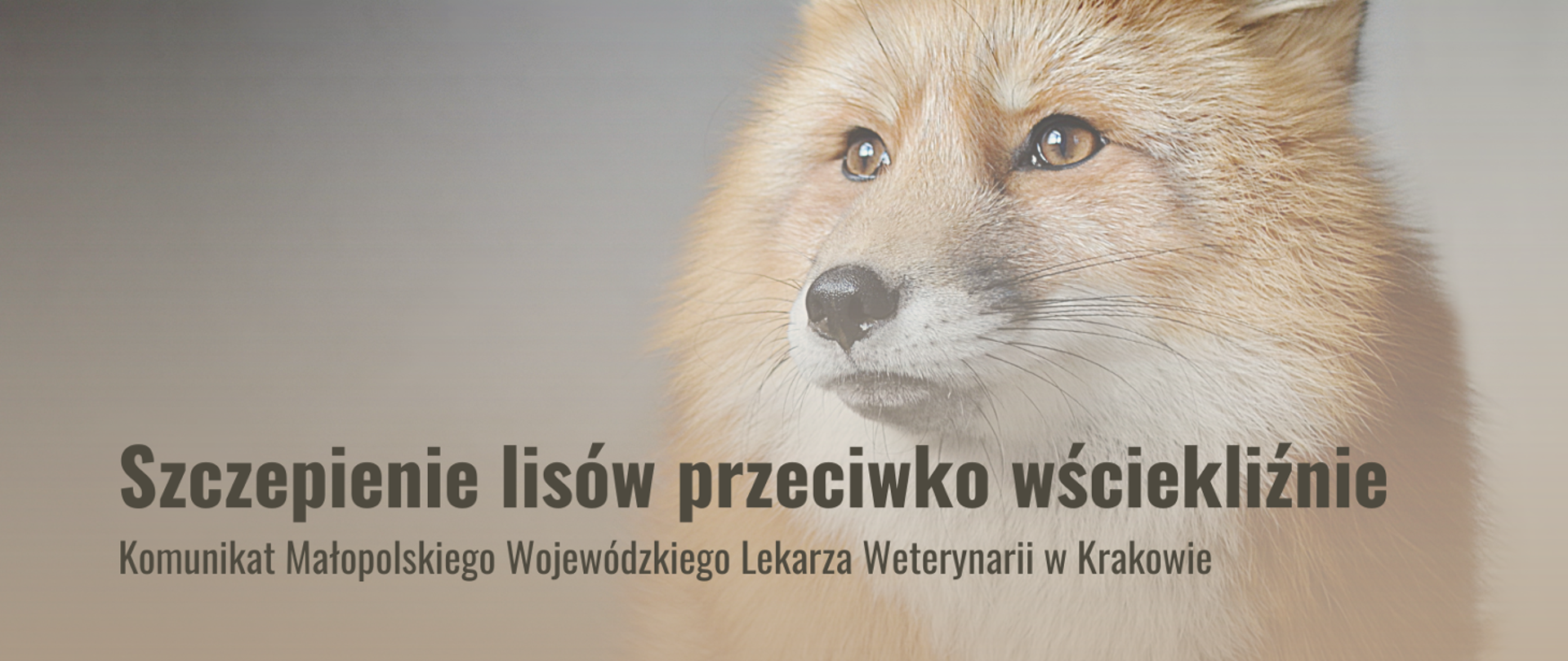 Szczepienie lisów wolno żyjących przeciwko wściekliźnie - komunikat Małopolskiego Wojewódzkiego Lekarza Weterynarii w Krakowie - zdjęcie lisa patrzącego w lewo
