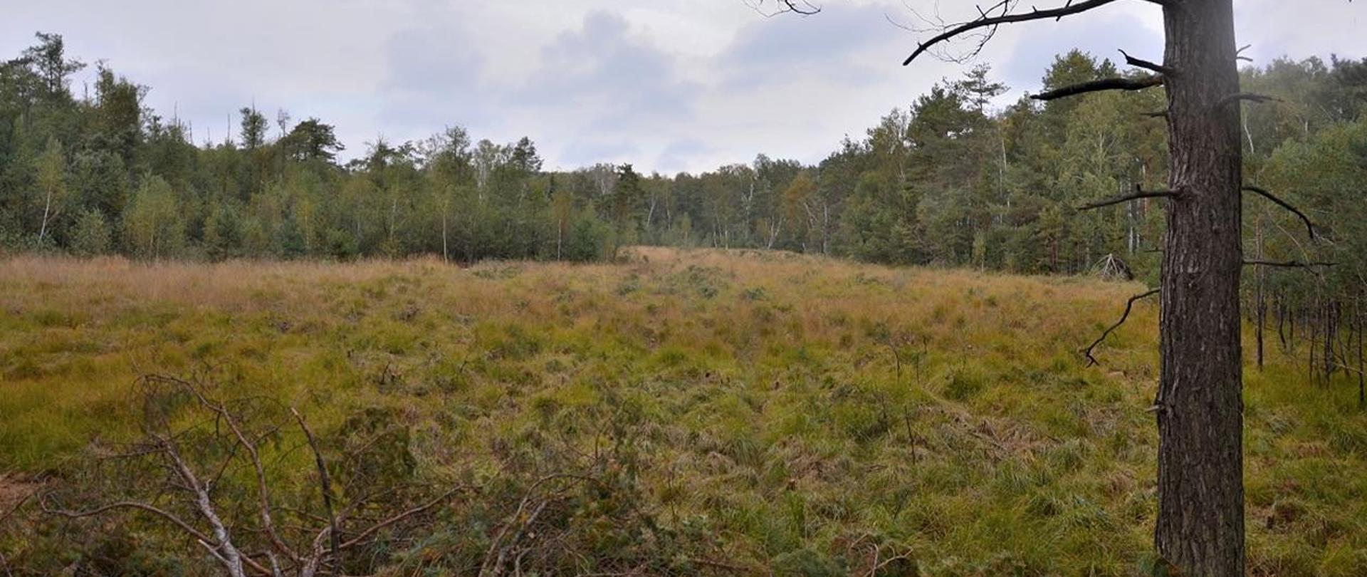 Na zdjęciu drzewa, torfowisko z roślinnością