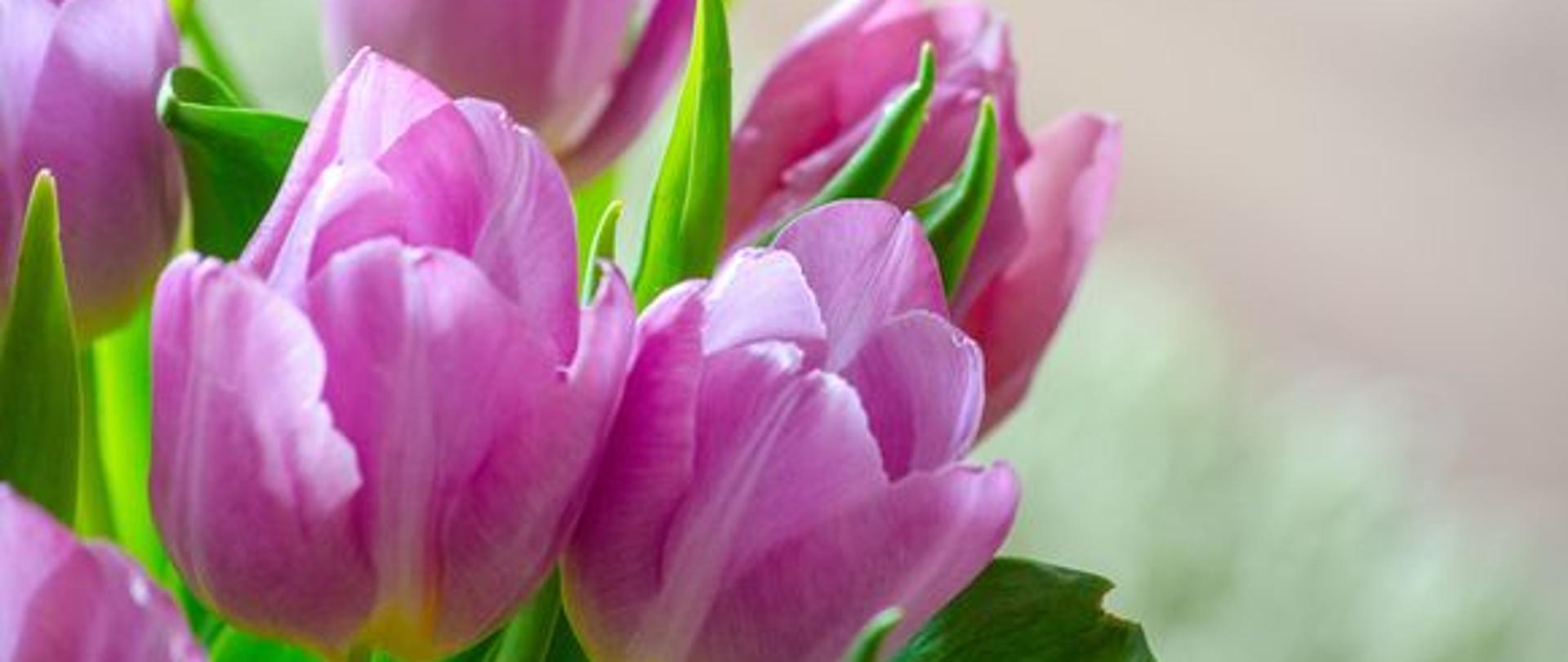 Kwiatym bukiet fioletowych tulipanów