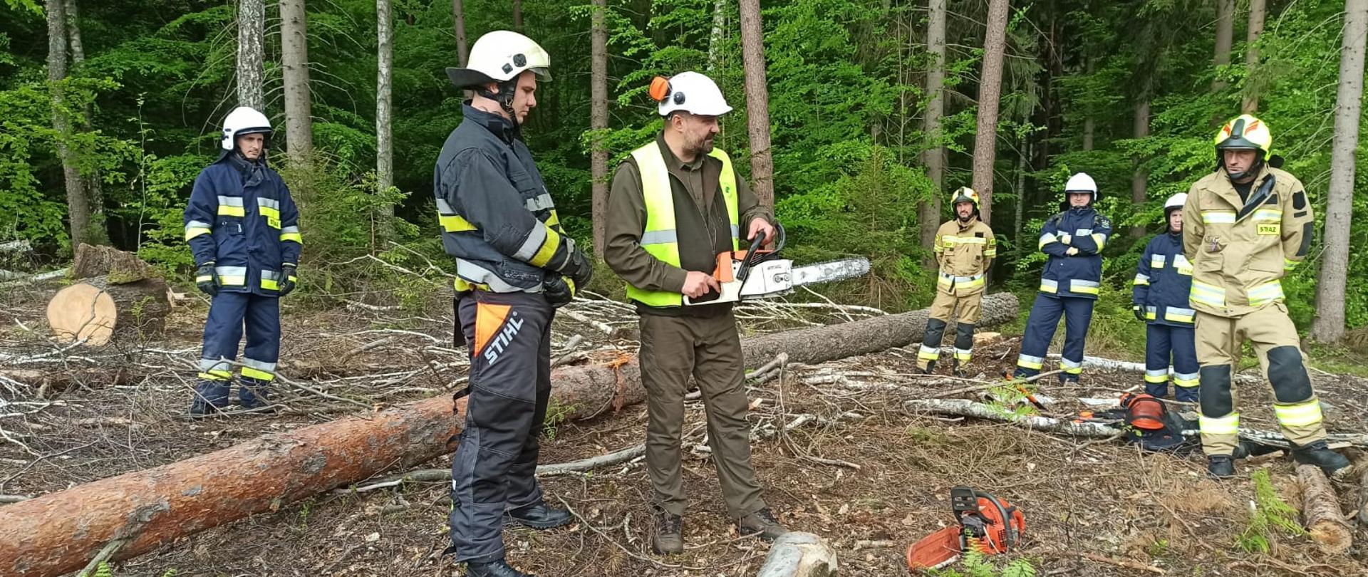 Zdjęcie wykonano na zrębie w lesie. W centrum widzimy obalonego świerka. Strażak z piłą oraz instruktor dokonują szkolenia z obsługi pilarki. Po lewej i prawej stronie stoją uczestnicy szkolenia ubrani w ubranie specjalne oraz hełmy. 
