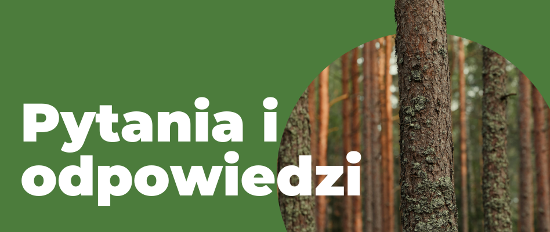 Na grafice widnieje duży, biały napis na zielonym tle "Pytania i odpowiedzi", a obok widnieje zdjęcie pnia drzewa.