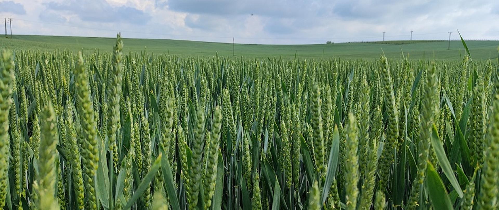 Zdjęcie poziome przedstawiające łan zielonego zboża. W oddali widać słupy energetyczne, a nad nimi pasmo błękitnego nieba z wyraźnie wyodrębnionymi kłębiastymi chmurami.
