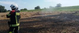 Na zdjęciu strażak stoi na ściernisku, które zapaliło się podczas żniw.
