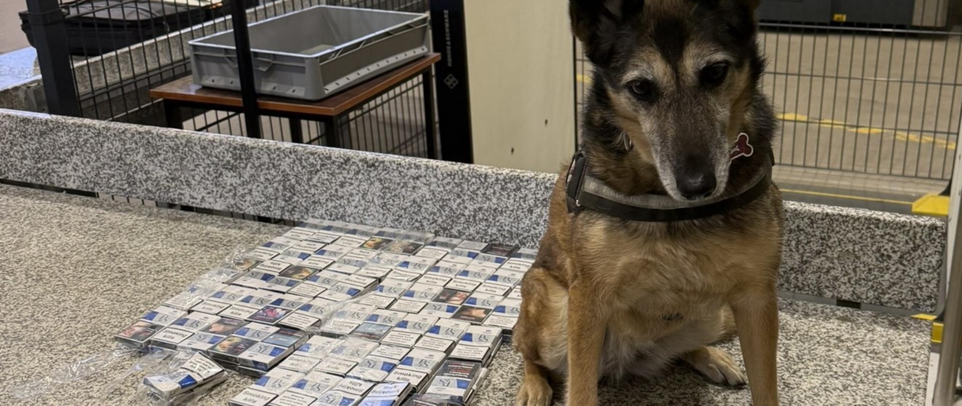 Cedra miała nosa do skrytek z papierosami