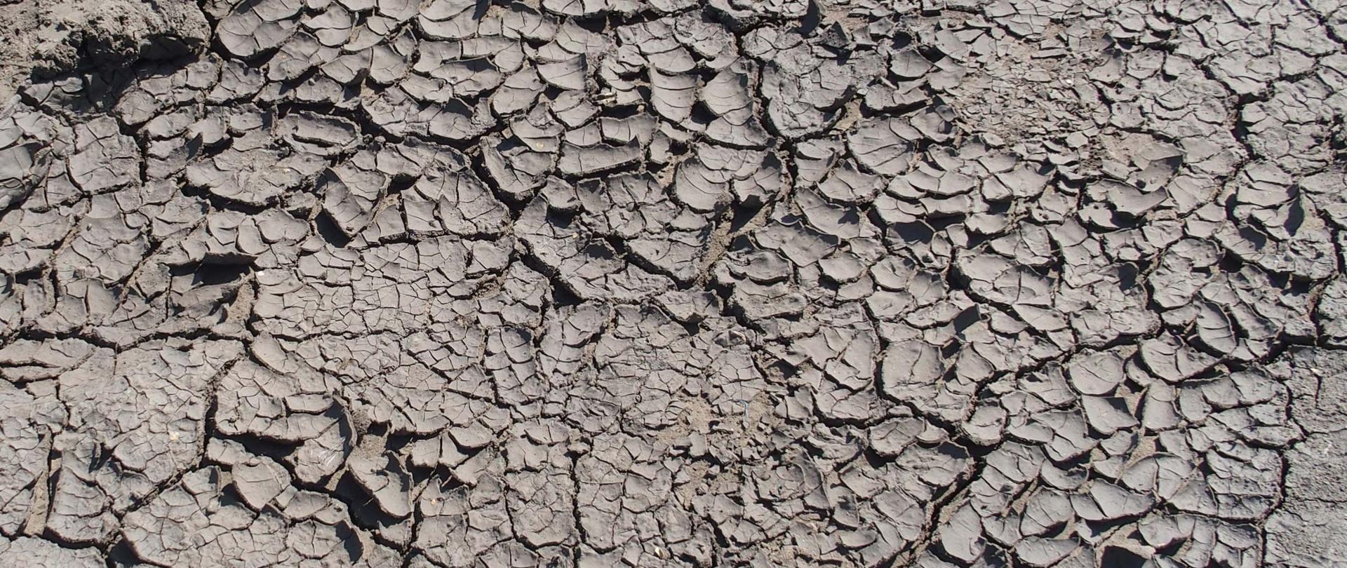 wysuszona gleba