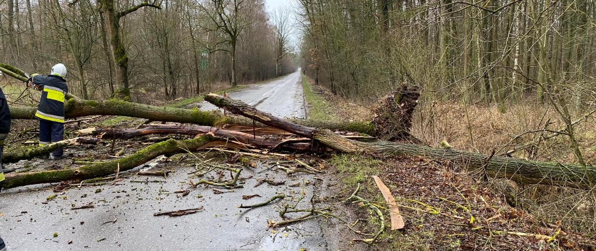 Widać drzewo leżące na drodze