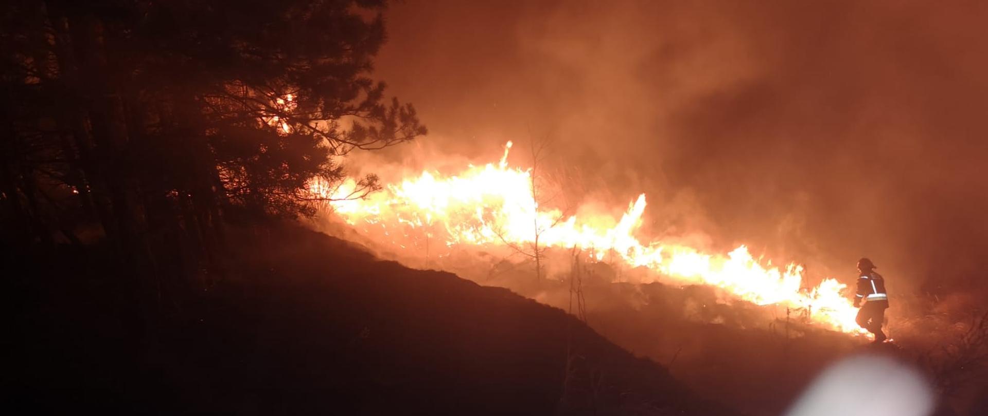 Na zdjęciu widać pożar traw w porze nocnej oraz strażaka, który przy pomocy tłumicy gasi ten pożar.