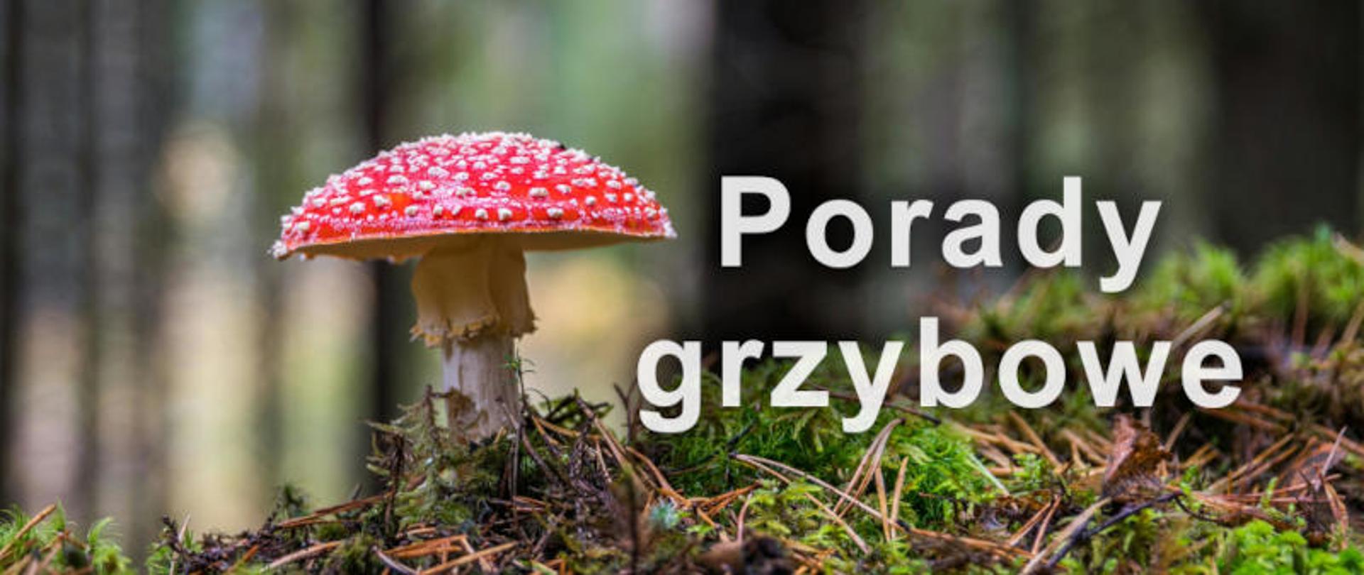 Zdjęcie muchomora rosnącego w lesie