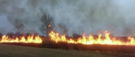 Pożar trawy w powiecie pińczowskim.
