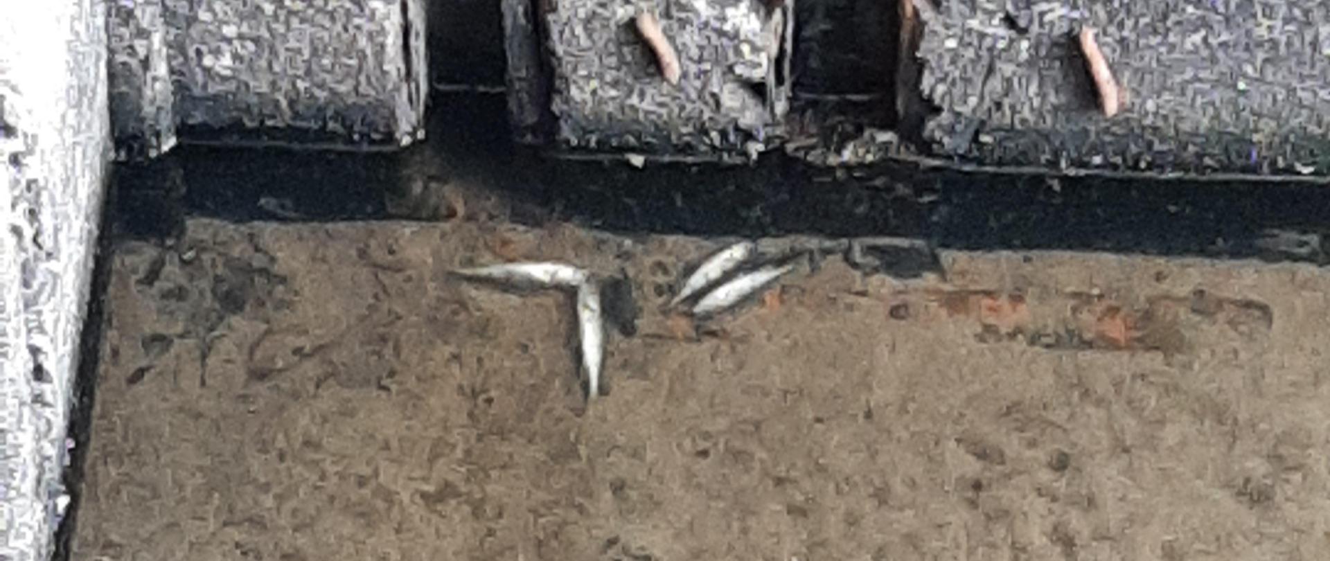 
Chełszcząca ścieki 1