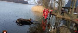 Akcja ratunkowa w Drzewoszewie. Żubr na zamarzniętym jeziorze Bytyń Wielki.