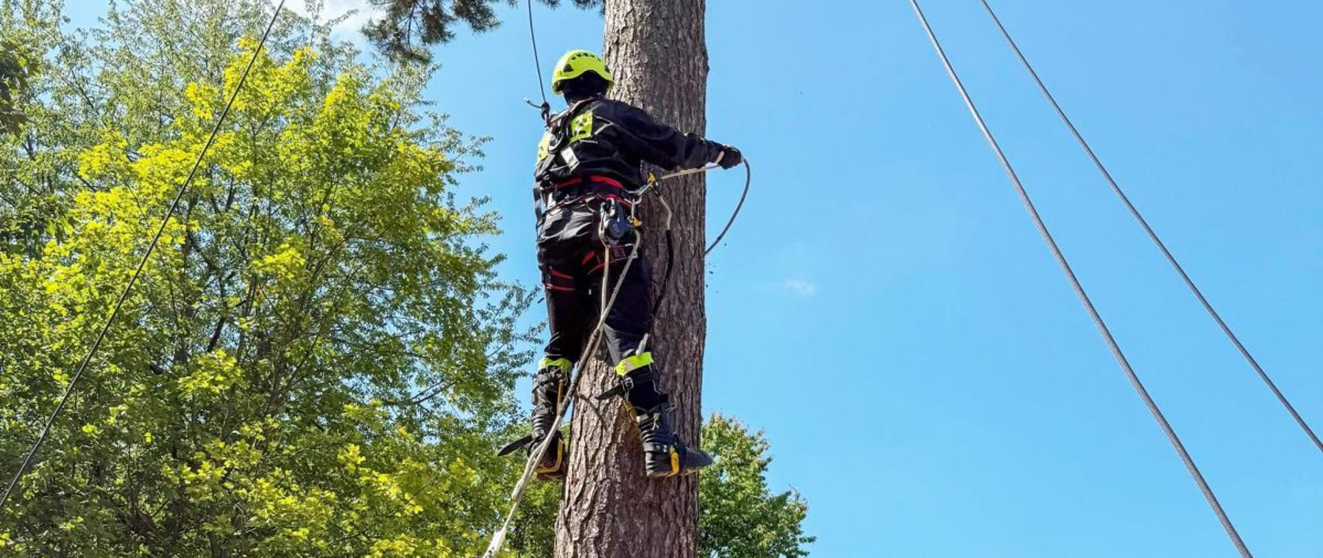 Zdjęcie przedstawia strażaka który przy asekuracji sprzętem do ratownictwa wysokościowego wspina się na drzewo za pomocą drzewołazów. 