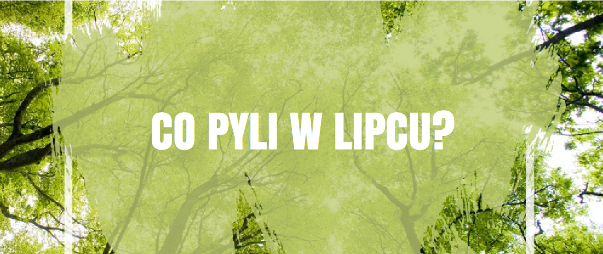 Na grafice widnieje biały napis co pyli w lipcu? W tle widoczne są korony drzew.