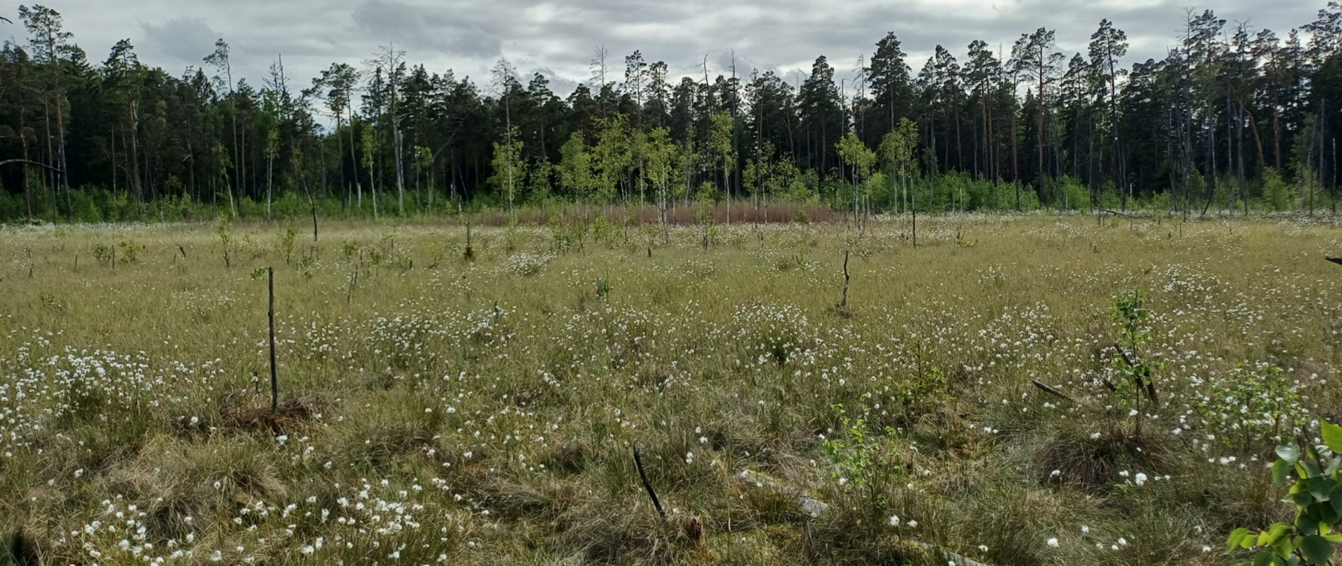 Na zdjęciu rezerwat przyrody Sołdany. Widoczne siedlisko - torfowiska przejściowego i borów bagiennych. W oddali las.