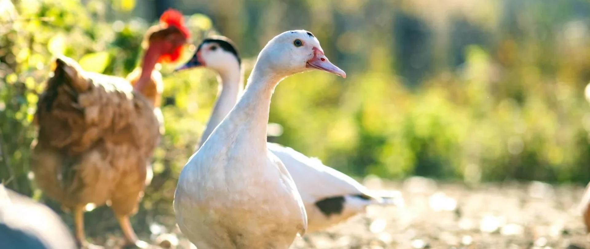 Wytyczne dla hodowców, właścicieli i pracowników ferm zwierząt