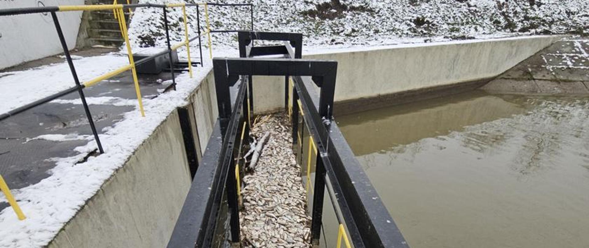 Wąski, metalowy kanał technologiczny z kratą, wypełniony dużą liczbą martwych ryb nagromadzonych na jego powierzchni. Konstrukcja znajduje się obok betonowych ścian kanału doprowadzającego wodę. Otoczenie kanału jest ośnieżone – na skarpie i ścieżkach leży cienka warstwa śniegu. W tle widoczne są drzewa bez liści.