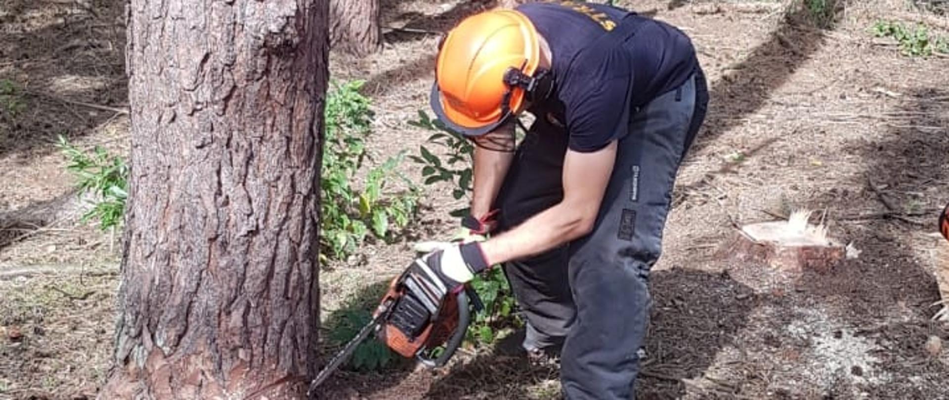 Kurs pilarzy - zajęcia praktyczne. Strażak ścinający drzewo.