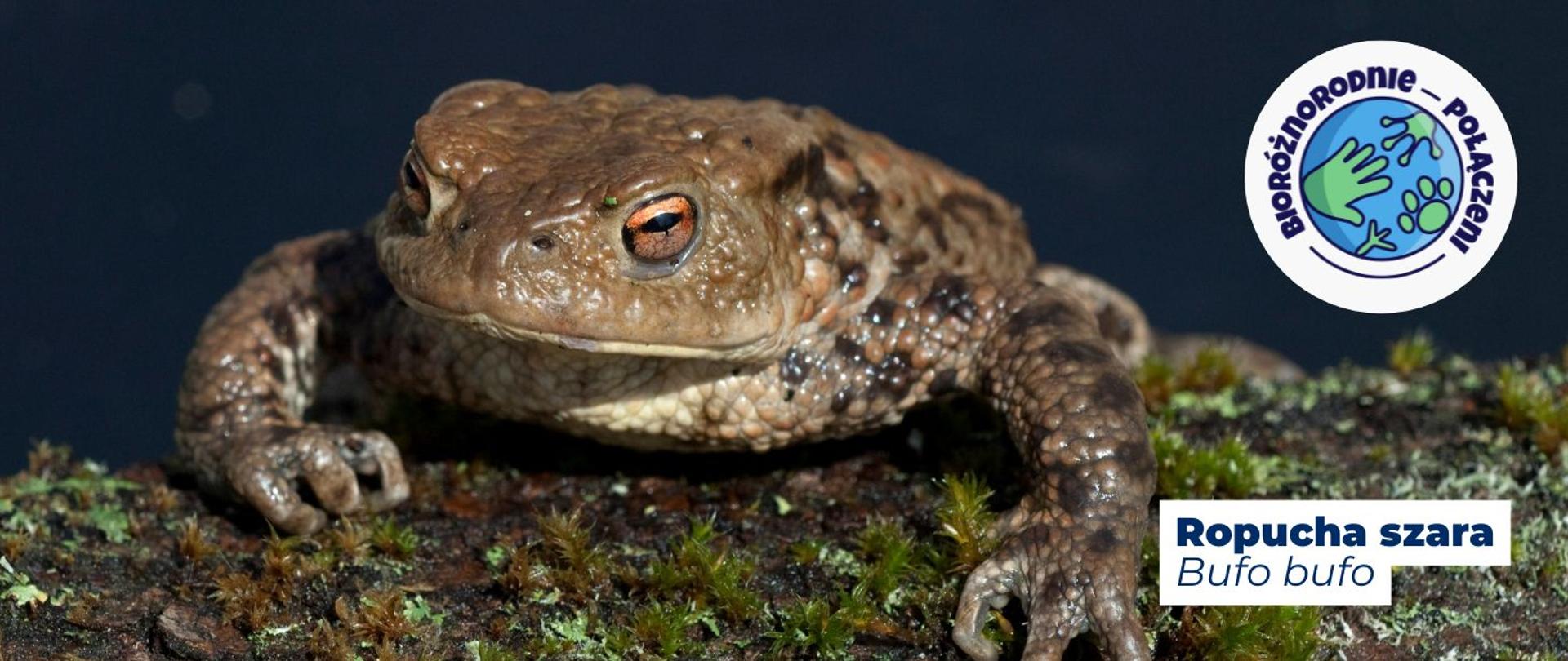 na zdjęciu widoczna jest ropucha. Na dole strony widnieje napis: Ropucha szara, Bufo buo. Na górze strony logo kampanii Bioróżnorodnie połączeni.