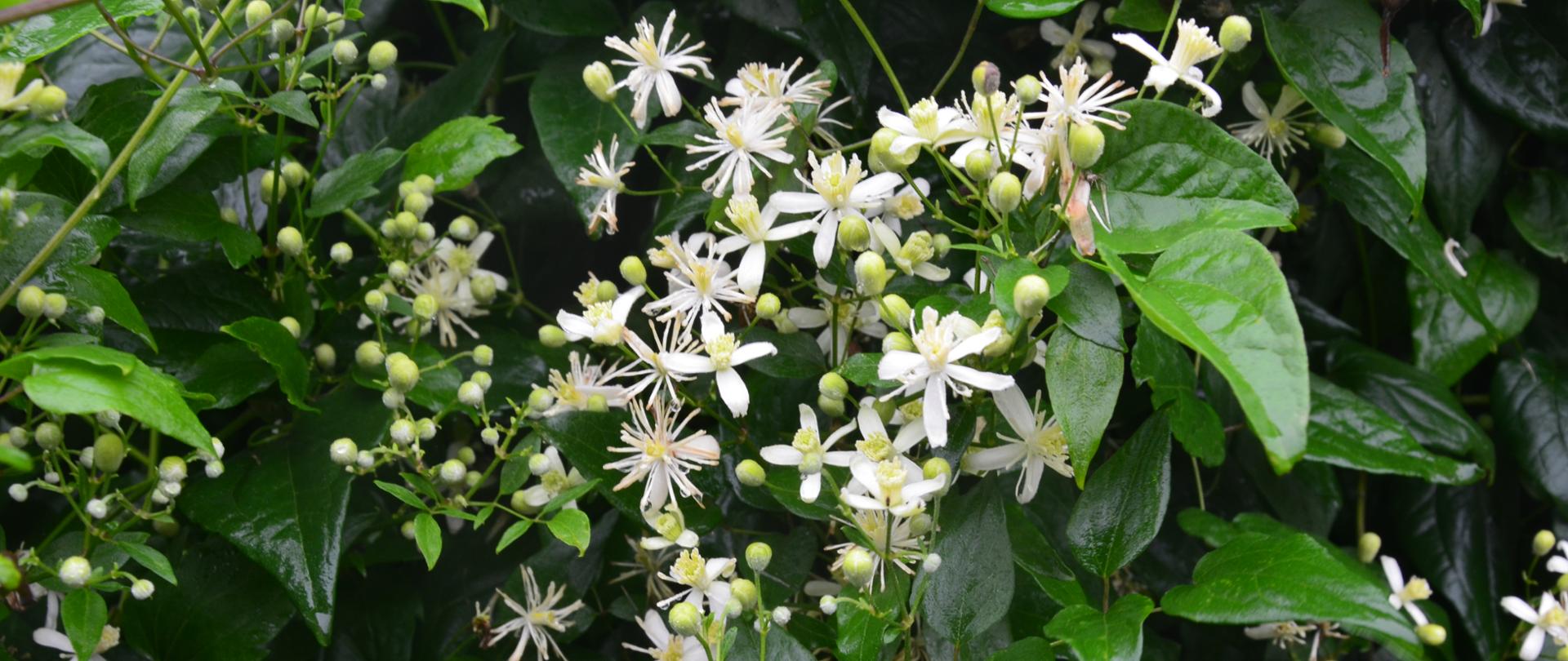 Na tle zielonych liści powojnik pnącego wyrastają białe drobne kwiaty. 