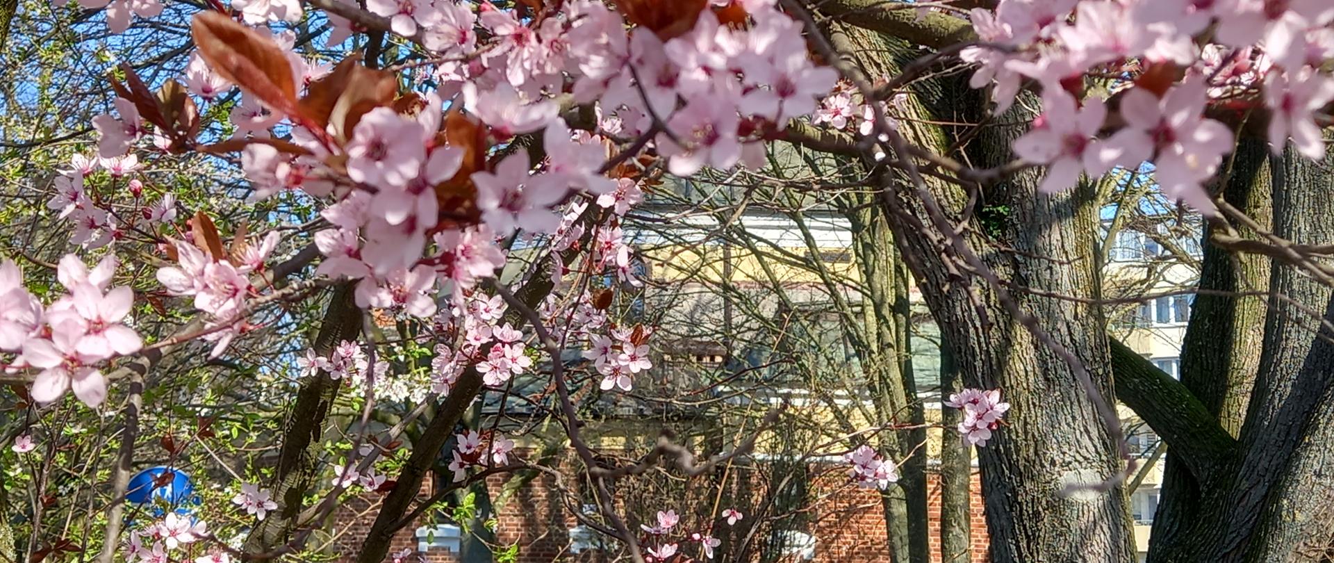 Drzewo ozdobne kwitnące na różowo, w tle zarys budynku szkoły