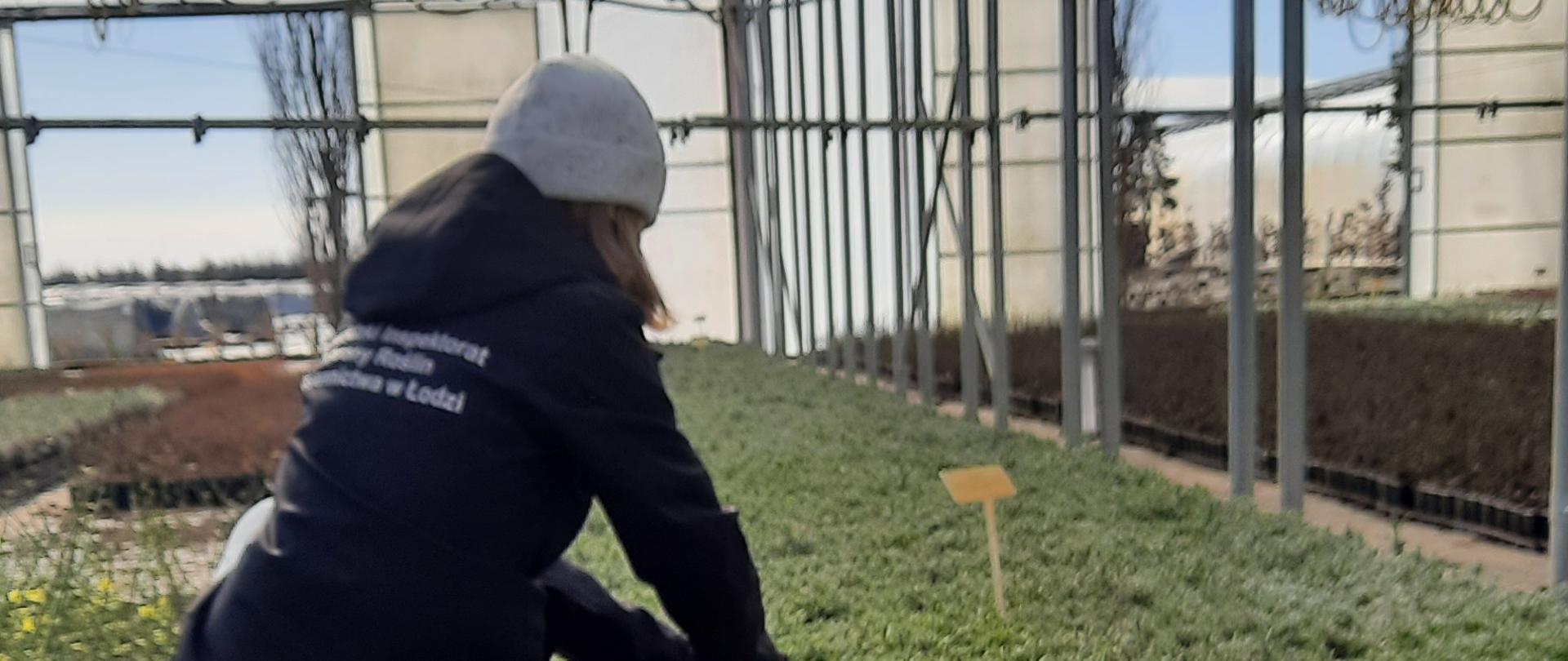 Pobieranie prób pędów lawendy w szkółce przez Oddział w Kutnie