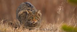 Endangered european wildcat, felis silvestris, sneaking with put out tongue on dry meadow in autumn. Preparation of tabby cat for hunting in natural habitat. Wild mammal with green eyes on forest clearing.