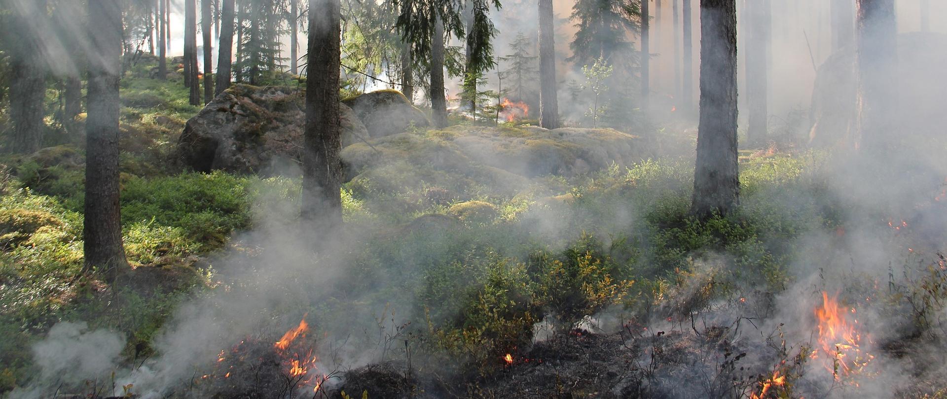 Zadymiony las z widocznymi płomieniami trawy na pierwszym planie. Przez drzewa przenikają promienie słońca, tworząc smugi światła w dymie. Scena oddaje atmosferę pożaru lasu lub traw.
