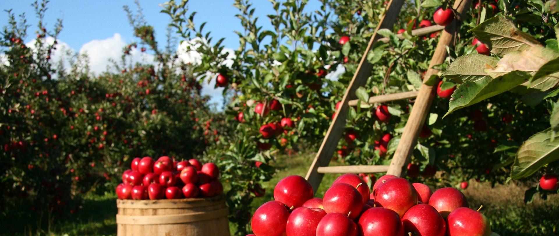 jabłonie w sadzie, na pierwszym planie 2 beczki wypełnione czerwonymi jabłkami, za nimi drabina oparta o drzewo
