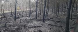 Pożarze lasu w Kiszewie