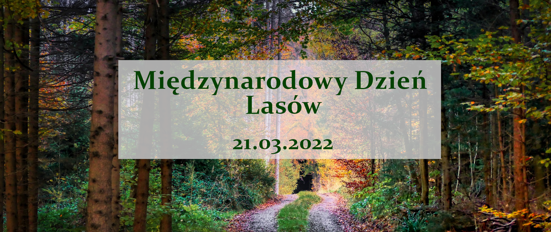 W tle rozmyty las z drzewami iglastymi i liściastymi, rosnącymi po dwóch stronach ścieżki. Na środku biały napis Międzynarodowy Dzień Lasów 21.03.2022