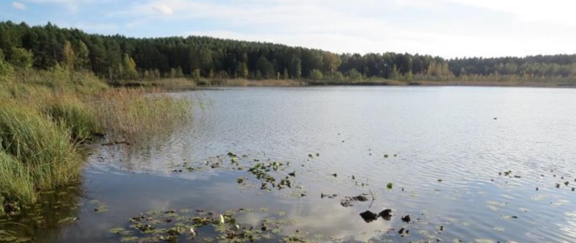 Tafla jeziora, na której rosną grążele. W tle drzewa.